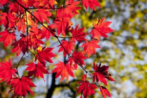 The Alchemy of Autumn: How Cooler Weather Transforms Our Lives and Landscapes