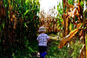 A Corn Maze Adventure and Pumpkin Patch Paradise