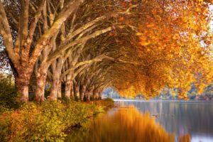 Fall Foliage Photography Tips